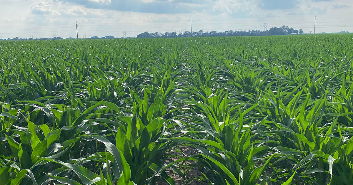 AgriTech Research | Managing corn research plots in 27 states.